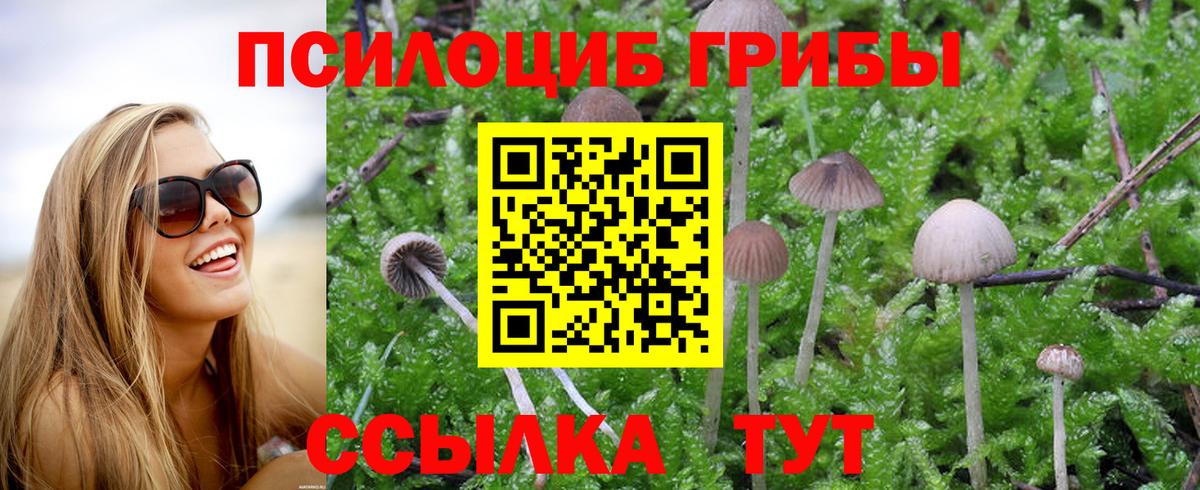 Галлюциногенные грибы Psilocybe Новошахтинск